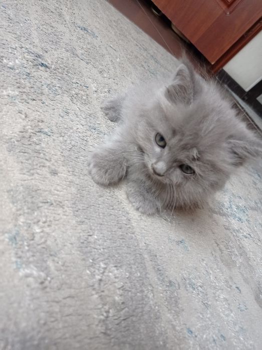 Кошки британский