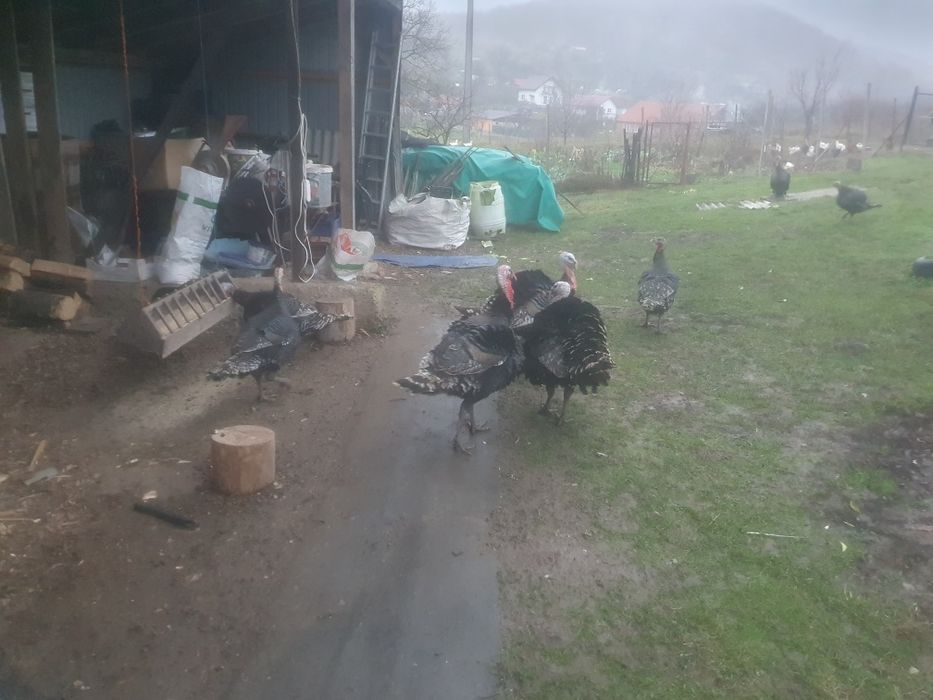 Vînd Curcani crescuți la curte