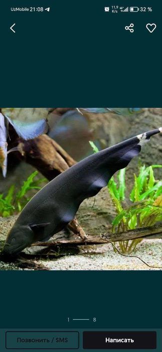 Akvarium baliqlar,filtrlar, korm hammasi arzon narxlarda AquaGear