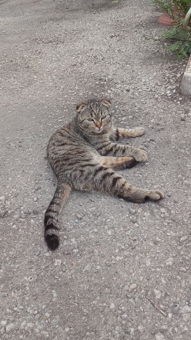 Котик вислоушка ищет себе дом.