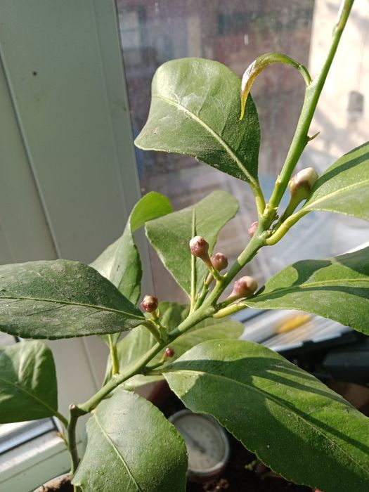 Lamai altoiți in ghiveci