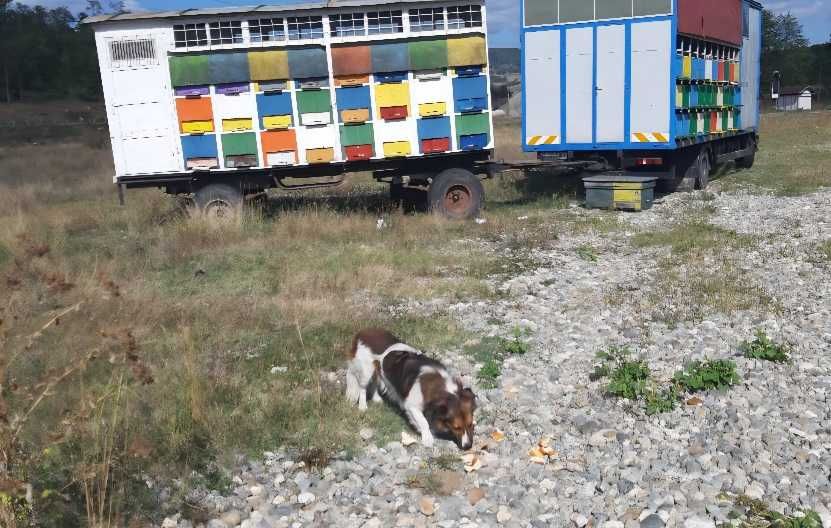Vand pasari de curte, oua, branza, miere si lapte