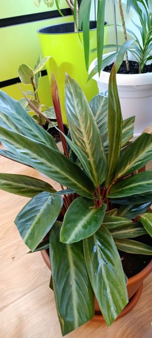 Строманта большая