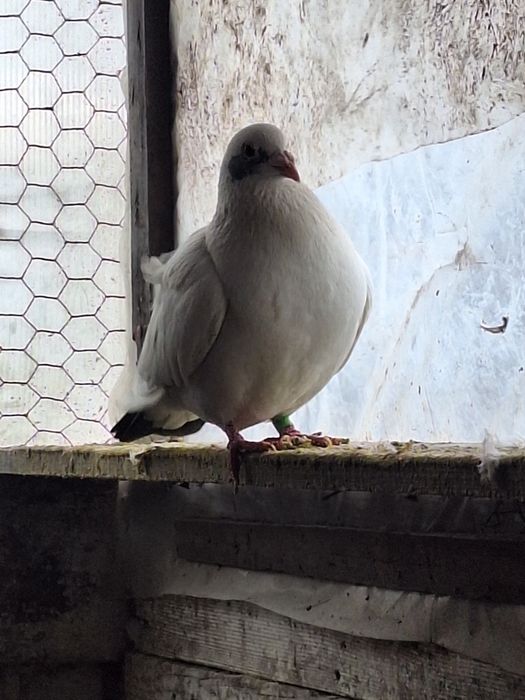 Vând porumbei voiajori și cocoși pitica