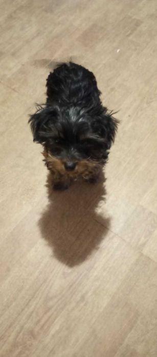 Йорки / Йоркширски Териер