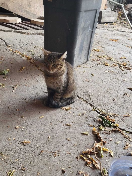 Отдам двух кошек в добрые руки Талгар