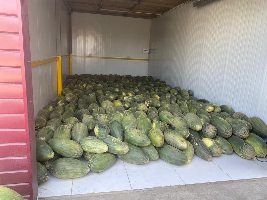 Арбуз Дыня зимный