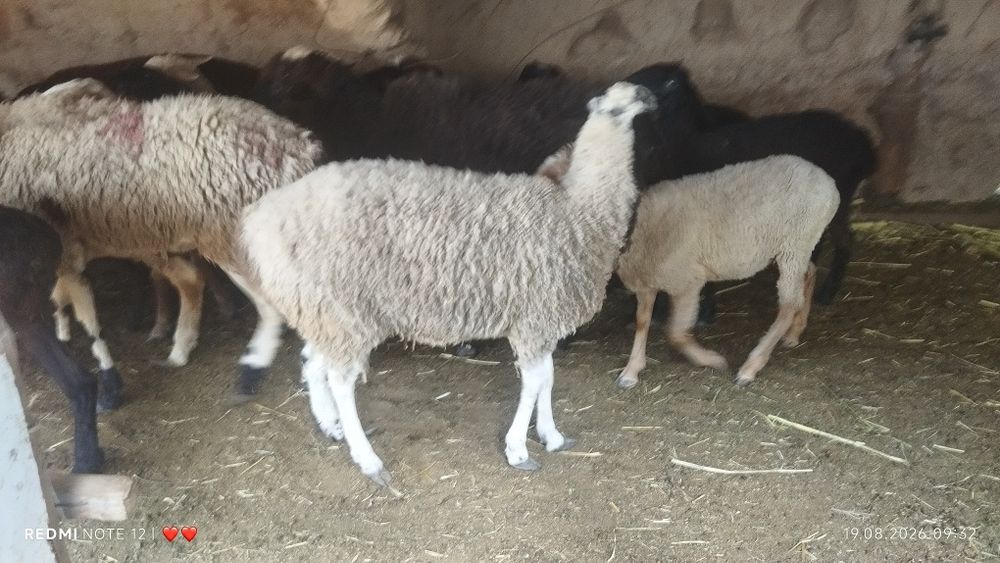 Продам  барана девочка