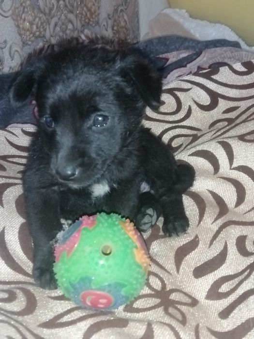 Щенята! Охотничий тьрьер!девочки, и мальчики.