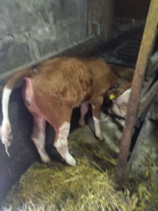 Vitea baltata romaneasca fără coarne