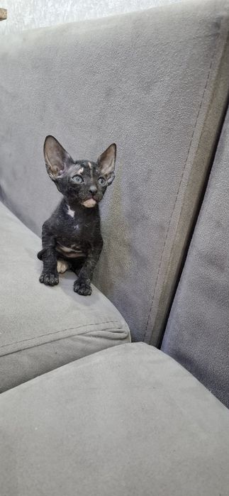 Донской сфинкс котята