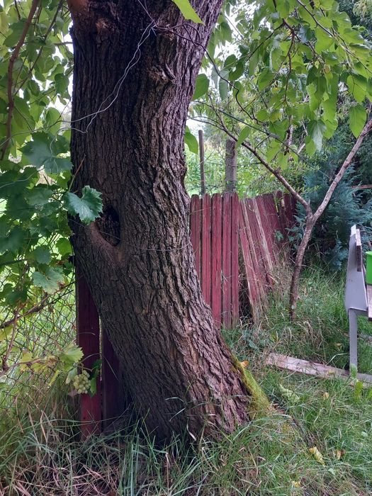 Lemn de dud pentru butoaie