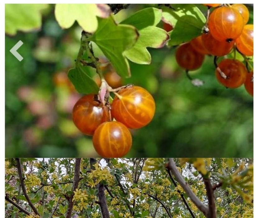 Продам саженцы Клубники