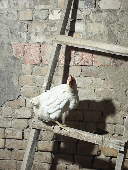 Куры и петух подешевле продам