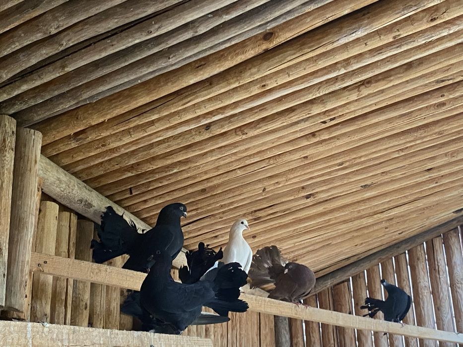 Павлин кептер.