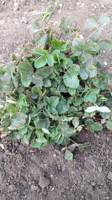 Продам рассаду клубники.