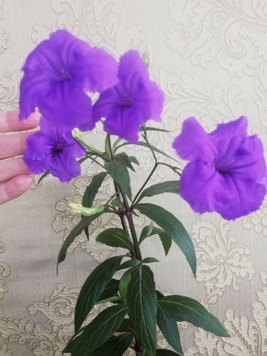 Комнатные растения.