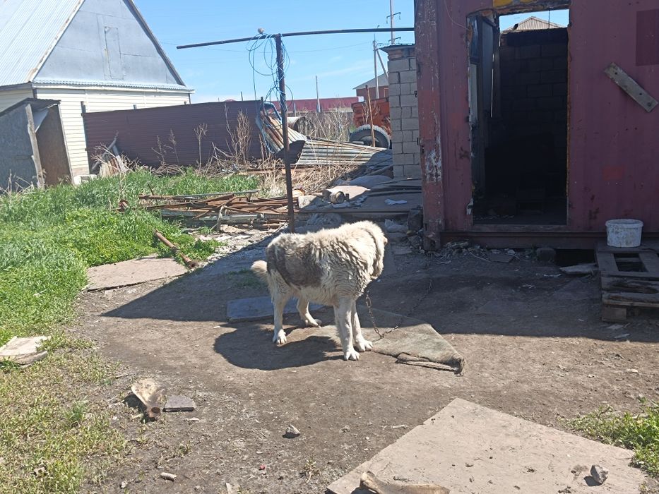 Алабай молодой и воспитанный