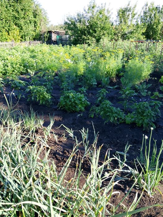 Продам дачу дачное общество Борки