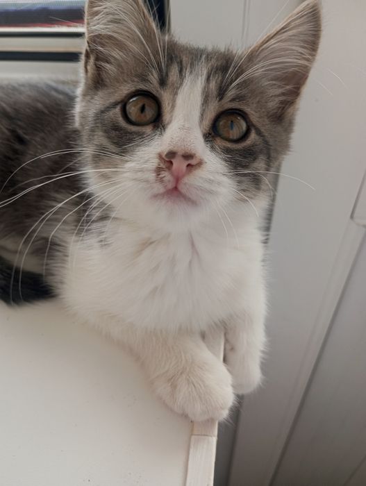 Срочно отдаётся котенок мальчик!