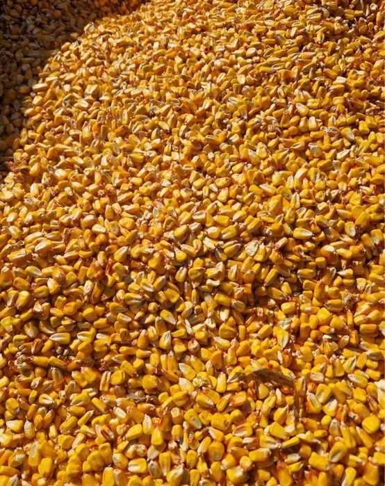 VAND Porumb Boabe 2025