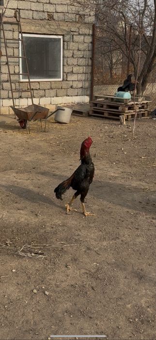 Бойцовый Кораз сатылады