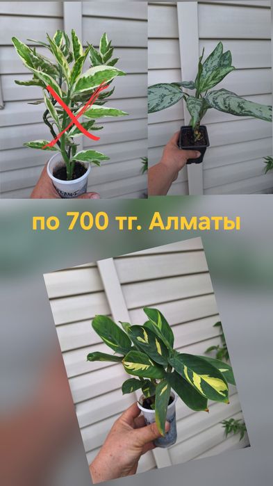Комнатные растения