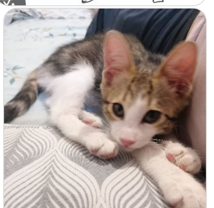 Момче и момиче две котета от улицата търсят  своя човек