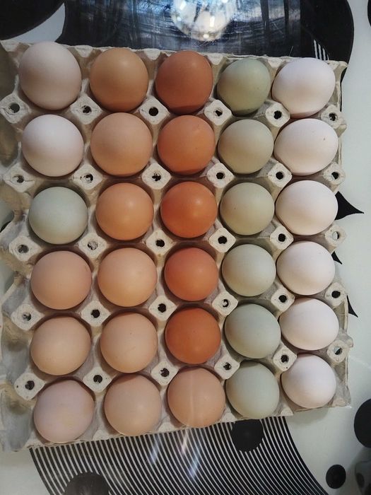 оплодени яйца от всякакви породи