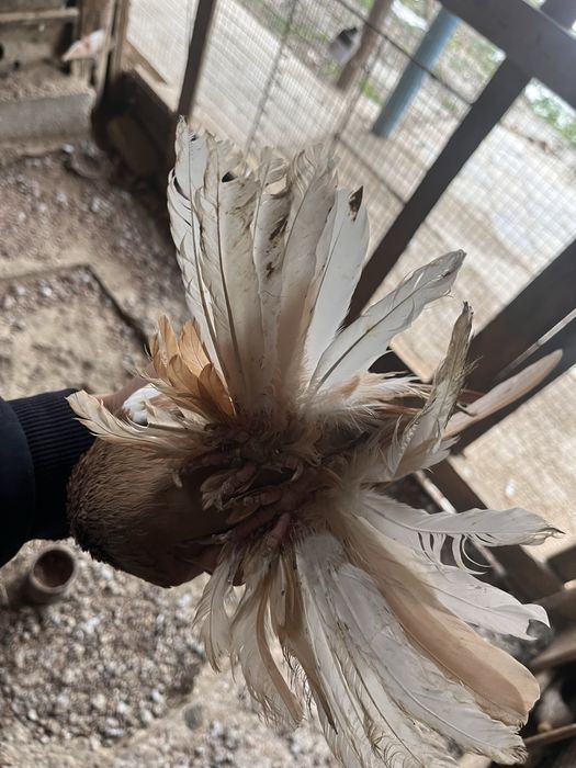 Самец на продажу