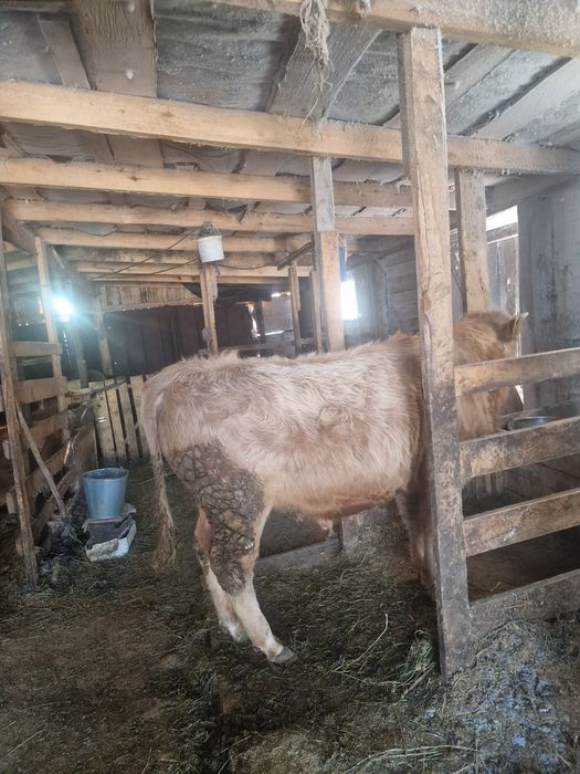 На племя стоит на откорме