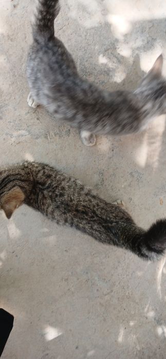 Uy mushuklari parodali