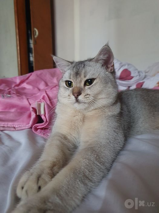 Sotiladi ug'il mushuk
