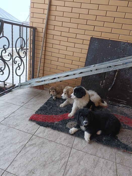 Щенки Төбета волкодавы