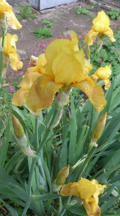 Ирис/Перуника за вашата градина