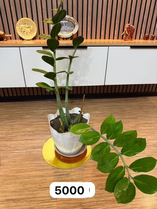 Продам разные комнатные цветы