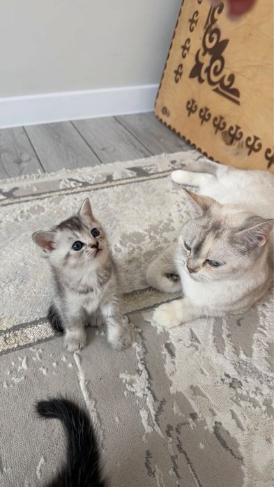 Британские котята