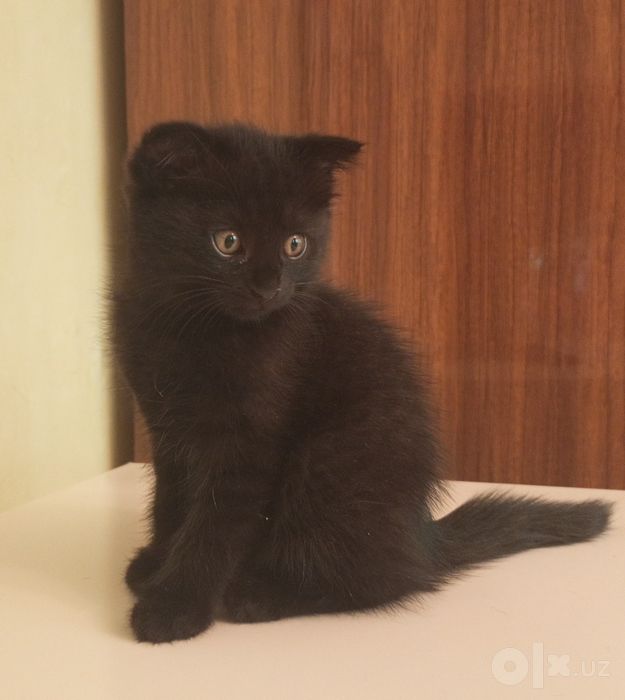 Очаровательнаые котята