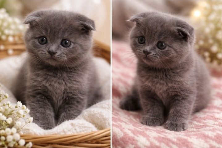 Милыйи котёнки пушистый