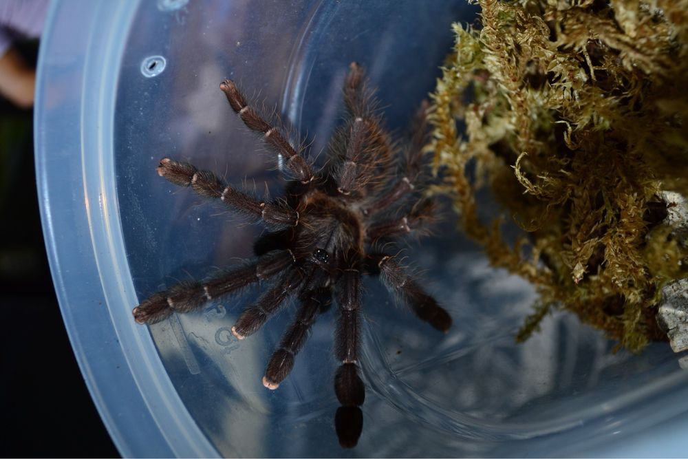 Самка паука птицееда Lampropelma sp. Borneo Black