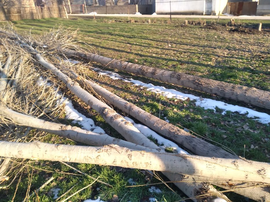 Terak sotiladi pilaramlik xuddi siz xoxlaganday uzun yirik.