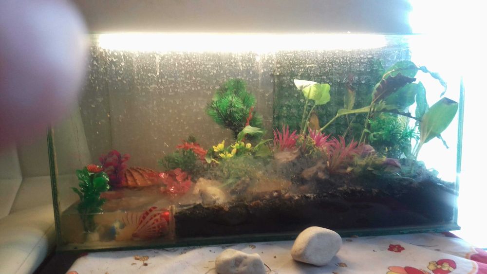 Terariu broasca testoasa din sticla 80 l cu capac sticla complet utilat