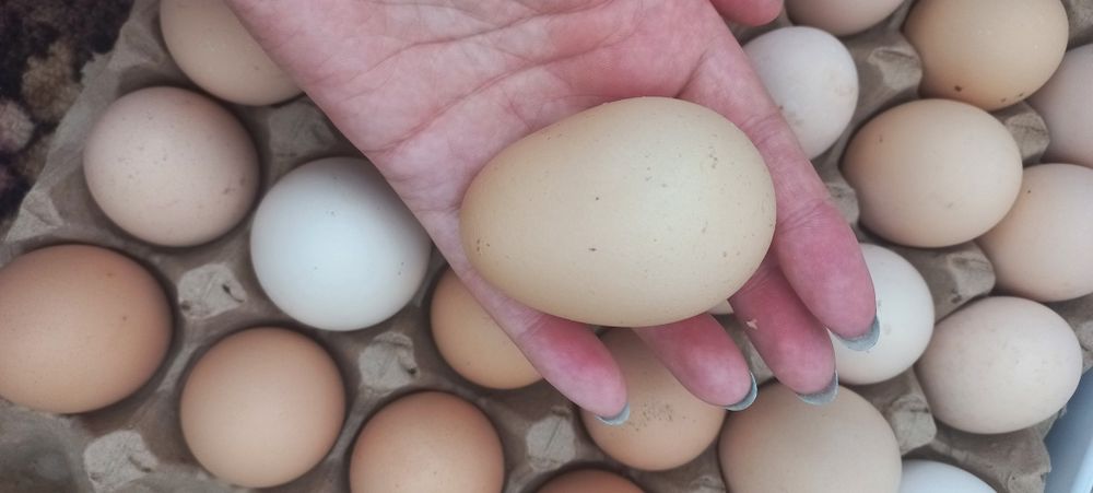 Продам Яйцо домашнее