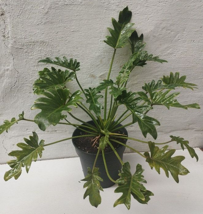 Филодендрон Ксанаду Xanadu. Экзотические цветы для дома и офиса.