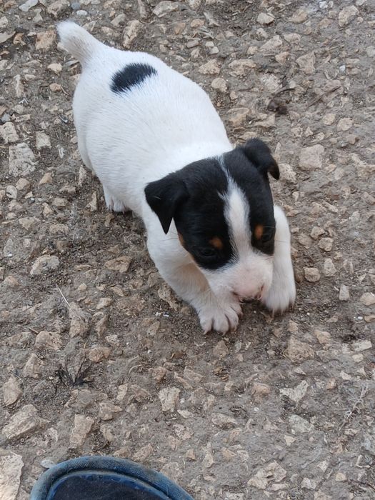 Джак ръсел териер