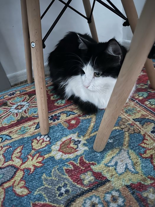 Отдам кота в хорошие руки