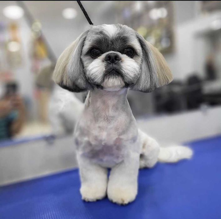 Вязка. Мальчик порода Ши-тцу, 3 года готов для вязки