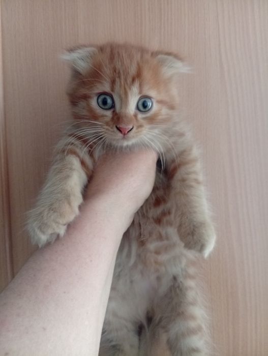 Отдам в самые добрые руки кошку и Катенька породистые