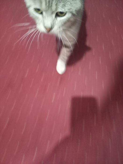 Отдам  бесплатно кота