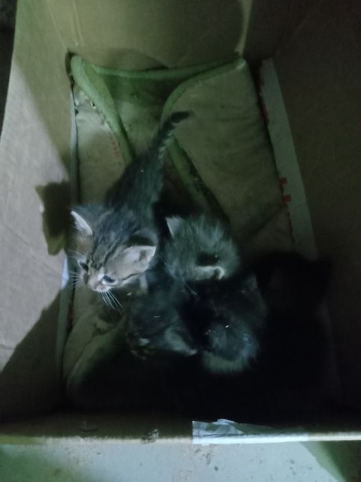 Отдам даром котят